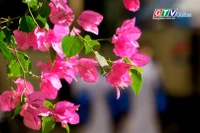 Mùa hoa “thức giấc” trên phố núi Pleiku