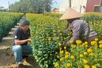 Người trồng hoa Tết thấp thỏm chờ giá tăng