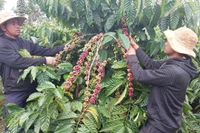 Dịch vụ chăm sóc vườn cà phê trọn gói: Hai bên cùng có lợi