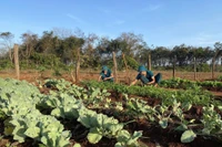 Xanh hóa các chốt dân quân thường trực