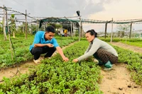 Khẩn trương khôi phục sản xuất rau xanh sau mưa lũ