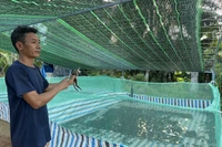 Ông Đào Văn Thái (phường Hoài Nhơn) chuyển đổi nghề hiệu quả đang được nhiều ngư dân xem là hình mẫu học tập. Ảnh: Diệp Bảo Sương