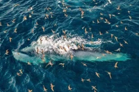 Cá voi bơi sát bờ biển Nhơn Lý (phường Quy Nhơn Đông). Ảnh: N.N