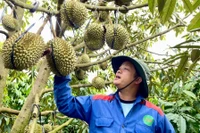 Hợp tác xã Nông nghiệp Cao Nguyên (làng Păng Gol-Phù Tiên, xã Ia Grai) có 100 ha sầu riêng đã được cấp mã số vùng trồng. Ảnh: Vũ Thảo