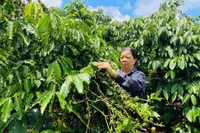 Hợp tác xã thúc đẩy liên kết, nâng cao thu nhập cho nông dân