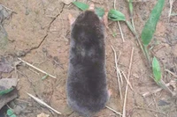 Chuột chũi được ghi nhận tại Pù Luông là loài thứ 6 được ghi nhận tại Việt Nam