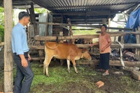 “Ngân hàng bò” giúp cựu chiến binh thoát nghèo