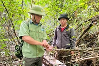Cán bộ Trạm Quản lý bảo vệ rừng và người dân tháo gỡ bẫy kẹp trong rừng Canh Tiến - Hồ Núi Một. Ảnh: D.Đ