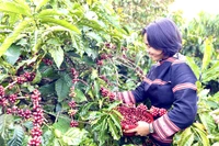 Công ty TNHH Jrai IaLy liên kết với 30 hộ đồng bào dân tộc thiểu số xây dựng vùng nguyên liệu 50 ha tại xã Ia Phí, hình thành chuỗi sản xuất cà phê bền vững. Ảnh: Vũ Thảo