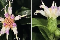 Loài cây hoa tím lạ lần đầu xuất hiện ở Phong Nha - Kẻ Bàng