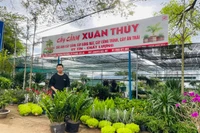 Khởi động thị trường cây cảnh phục vụ Tết nguyên đán