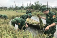 Cán bộ, chiến sĩ Đồn Biên phòng Cát Khánh giúp dân thu hoạch lúa tránh thiệt hại do mưa lớn gây ngập úng. 