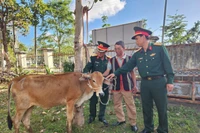 Đoàn Kinh tế-Quốc phòng 710 trao 35 con bò sinh sản cho các hộ đồng bào DTTS.