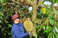 Chị Puih H’Ani thu hoạch sầu riêng của gia đình. Ảnh: Minh Khoa