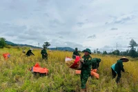 Đồn Biên phòng Ia Chia hỗ trợ người dân thu hoạch lúa, gia cố nhà cửa trước bão số 13