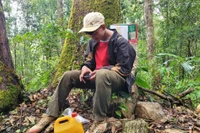 Ngược núi lên đỉnh Ngọc Linh 'ăn Tết với sâm'