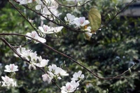 Những điểm đến đẹp nhất Việt Nam vào tháng Ba