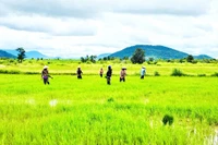 Xuân ấm no trên những cánh đồng vùng biên