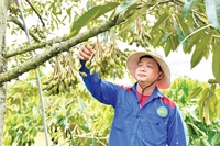 Minh bạch “lý lịch” để sầu riêng vươn xa