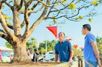 Mai vàng 'ngũ phúc' tiền tỷ ở Quảng Ngãi: Đế tứ diện, dáng thế không tì vết