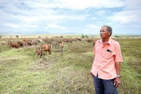 Tỷ phú nuôi bò ở Chư A Thai