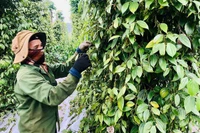 Giá hồ tiêu duy trì ở mức cao, người trồng phấn khởi