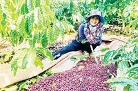 Canh tác xanh nền tảng cho nông nghiệp bền vững