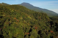 Rừng của muôn loài khỉ