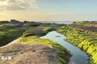 Mùa rêu xanh 'mỗi năm một lần' ở bãi biển Cổ Thạch