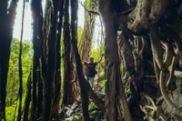 Rừng cổ thụ huyền bí quanh thác nước làng Á.