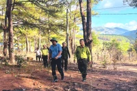 Gia Lai không xảy ra cháy rừng trong dịp Tết Bính Ngọ.
