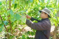 Đảng viên tiên phong, làng giảm nghèo bền vững.