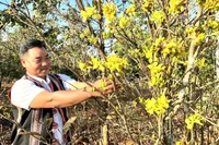 Về miền mai rừng