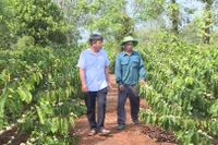 Tái canh cà phê: “Chìa khóa” nâng cao năng suất, thu nhập