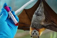Bộ Y tế hỏa tốc yêu cầu siết chặt phòng - chống dịch virus Nipah xâm nhập Việt Nam