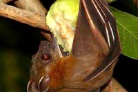 Bộ Y tế khuyến cáo không ăn trái cây bị động vật cắn đề phòng virus Nipah