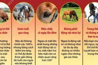 Những điều thú vị về loài ngựa