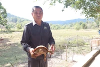 Người dân tự nguyện giao nộp cá thể rùa núi viền quý hiếm