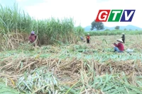 Nông dân Đông Nam tỉnh "sống khỏe" nhờ cây mía