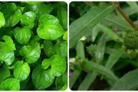 Các loại lá uống mát gan, giải độc cơ thể hiệu quả