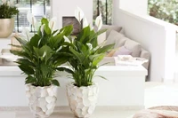 7 loại cây cảnh vừa có ý nghĩa phong thủy vừa là máy lọc không khí