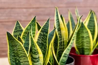 7 loại cây cảnh dễ trồng cho căn hộ thiếu ánh sáng