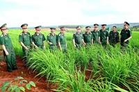 Binh đoàn 15 cho dân mượn đất trồng lúa