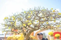 Những gốc mai siêu khủng, siêu đẹp tại Lễ hội mai vàng An Nhơn
