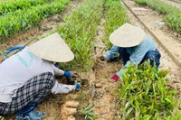 Phục hồi rừng sau bão, lũ