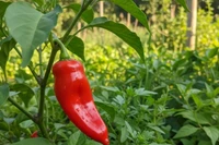 Bài thuốc từ quả ớt