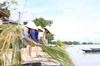 Khách Tây thích thú chẻ cói, dệt chiếu ở Hội An