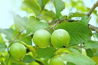 Phân tử có trong cây ổi đem lại phương pháp đột phá chống lại ung thư gan