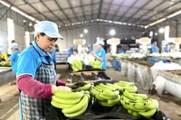 Xuất khẩu Gia Lai tăng tốc về đích