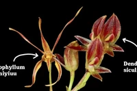 Các nhà nghiên cứu Indonesia phát hiện thêm 2 loài lan mới là Dendrobium siculiforme và Bulbophyllum ewamiyiuu.